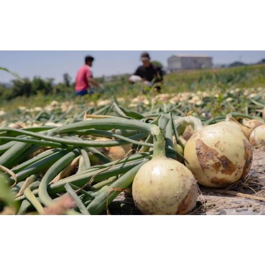 ふるさと納税 野菜類 玉ねぎ 兵庫県 南あわじ市 元祖淡路島玉ねぎ『淡路中甲高黄』復活プロジェクト 玉ねぎ5kg  配送６月〜の画像