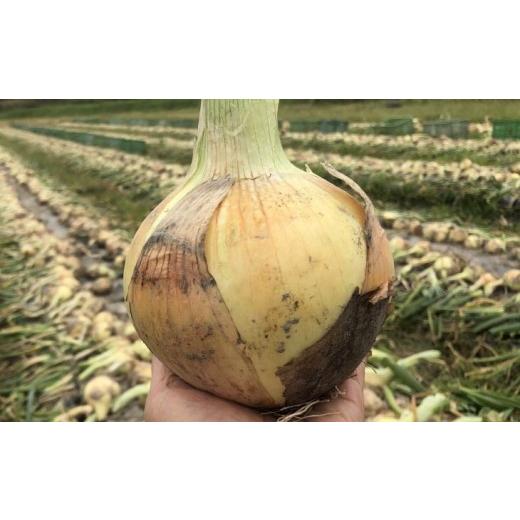 ふるさと納税 野菜類 玉ねぎ 兵庫県 南あわじ市 元祖淡路島玉ねぎ『淡路中甲高黄』復活プロジェクト 玉ねぎ5kg  配送６月〜の画像