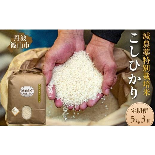 ふるさと納税 米 コシヒカリ 兵庫県 丹波篠山市 定期便3回 令和7年産 丹波篠山市 コシヒカリ 特別栽培米 5kg×3回 低温貯蔵 香り豊か 旨み抜群 お米 こめ コ…