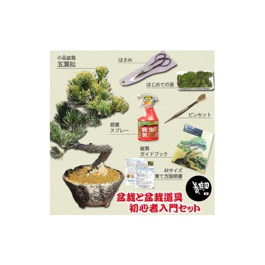 ふるさと納税 花・苗木 盆栽 大阪府 池田市 39-10 養庄園 盆栽と盆栽道具 初心者入門セット