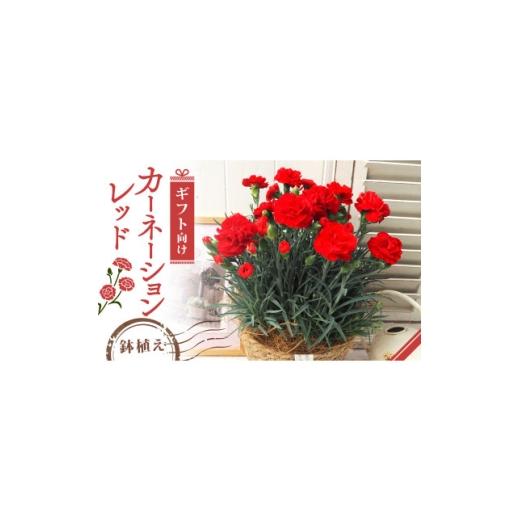 ふるさと納税 花・苗木 京都府 久御山町 先行受付 2026年 カーネーション レッド 母の日ギフト 京都久御山町 1721756