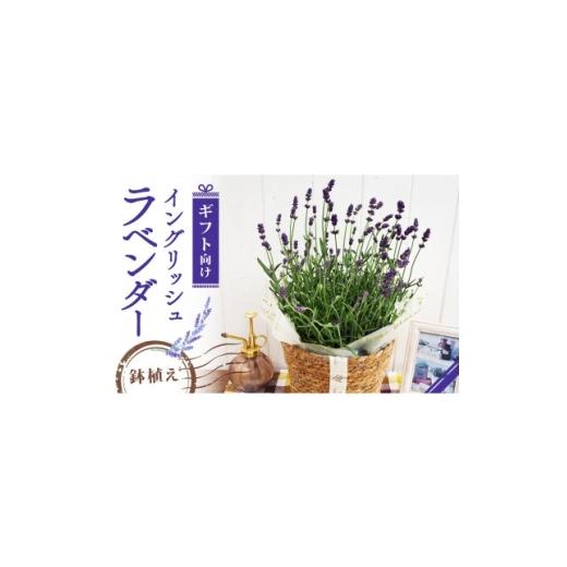 ふるさと納税 花・苗木 京都府 久御山町 先行受付 2026年 イングリッシュラベンダー ギフト 京都府久御山町 1721758