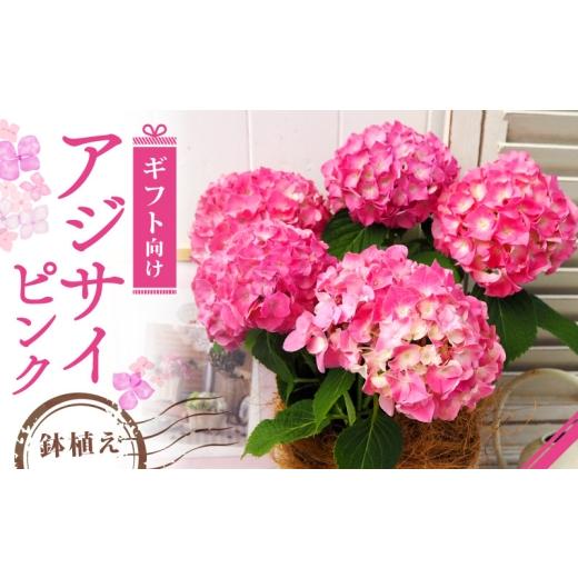 ふるさと納税 花・苗木 京都府 久御山町 先行受付 2026年 アジサイ ピンク ギフト 京都府久御山町 1721760