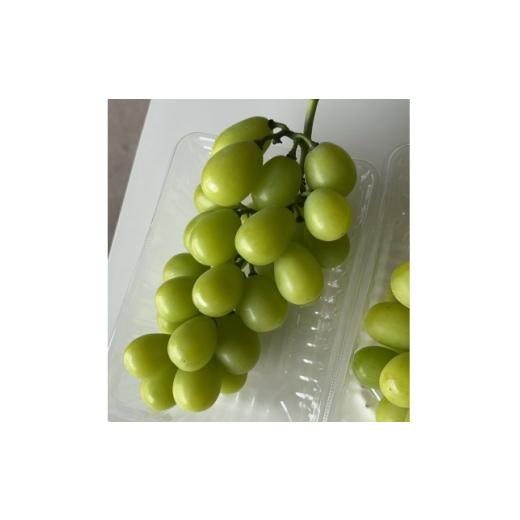 ふるさと納税 ぶどう 静岡県 磐田市 2026年先行予約 シャインマスカット 2kg 2〜5房 完熟 朝採り 静岡県産 1723180