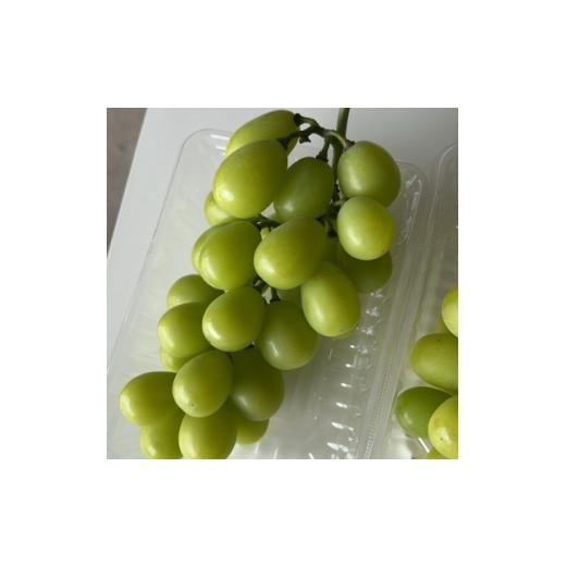 ふるさと納税 ぶどう 静岡県 磐田市 2026年先行予約 シャインマスカット 訳あり 約2kg 2房〜5房 完熟 朝採り 静岡県産 1723183