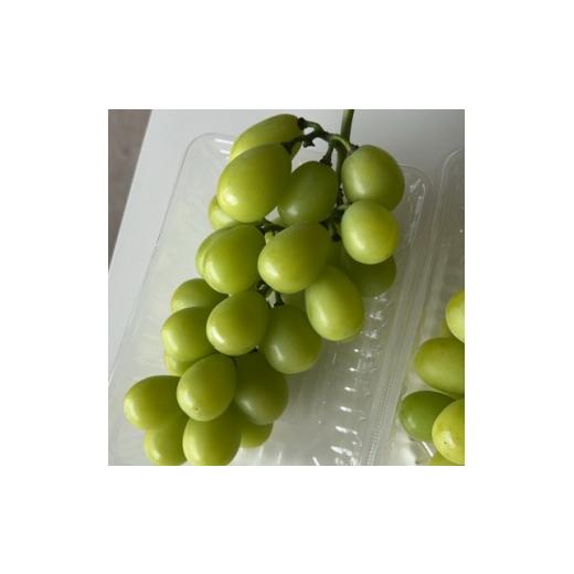 ふるさと納税 ぶどう 静岡県 磐田市 2026年先行予約 シャインマスカット 訳あり 2房 約1.2kg 完熟 朝採り 静岡県産 1723185