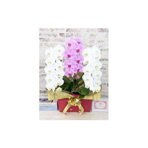 ふるさと納税 雑貨・日用品 花 山口県 山口市 B099 新機能 ZERO胡蝶蘭 紅白胡蝶蘭 3本立て*白・ピンク*(大輪) 7つの特典付き [約高さ90cm、横…