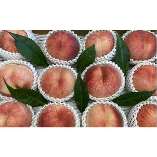 ふるさと納税 もも 北海道 増毛町 8-007-009 サトケンさんの桃「あかつき」Lサイズ 1kg前後