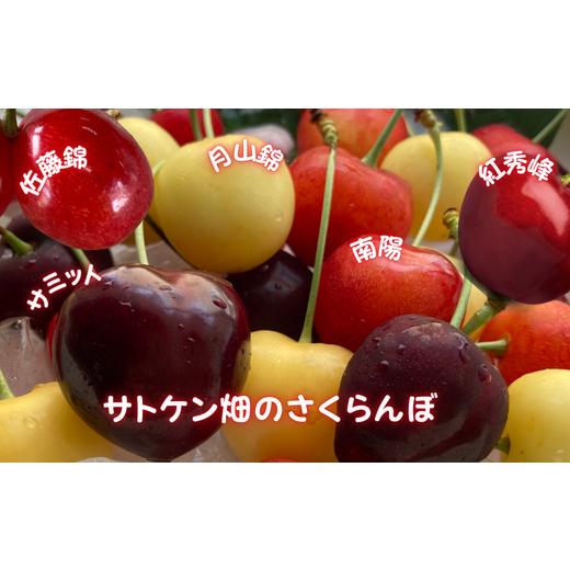 ふるさと納税 果物類 さくらんぼ 北海道 増毛町 8-080-001 サトケン畑のさくらんぼ定期便