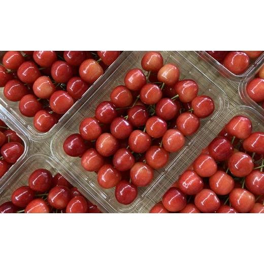 ふるさと納税 果物類 さくらんぼ 北海道 増毛町 8-018-009 さくらんぼ 紅秀峰(L)500g グリーンドロップ農園