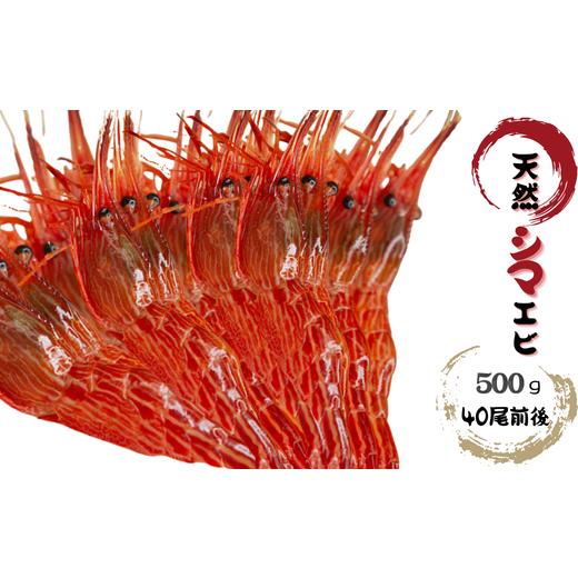 ふるさと納税 エビ 北海道 増毛町 8-007-010 天然シマエビ 500g (40尾前後)