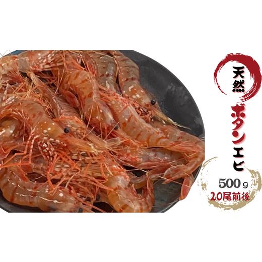 ふるさと納税 エビ ぼたんエビ 北海道 増毛町 8-013-008 天然ボタンエビ 500g(20尾前後)