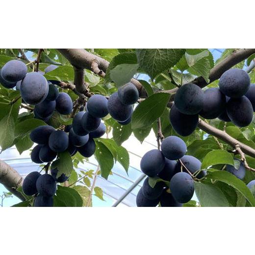 ふるさと納税 果物類 北海道 増毛町 8-009-005 サトケンさんのプルーン「ベイラー」500g