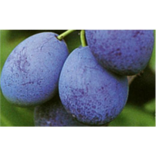 ふるさと納税 果物類 北海道 増毛町 8-006-009 サトケンさんのプルーン「サンプルーン」500g