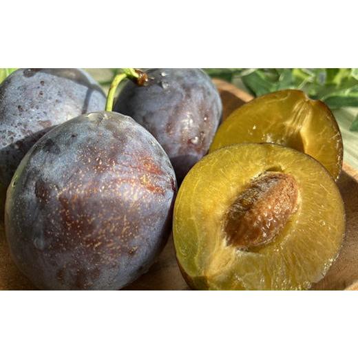 ふるさと納税 果物類 北海道 増毛町 8-008-008 サトケンさんのプルーン「ローブ・ド・サージェン」500g