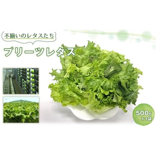 ふるさと納税 野菜類 千葉県 芝山町 不揃いのレタスたち(プリーツレタス)500g×1袋 / 野菜 緑黄色野菜 βカロテン シャキシャキ 食感 サラダ 不揃いレタス …