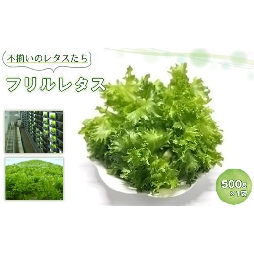 ふるさと納税 野菜類 千葉県 芝山町 不揃いのレタスたち(フリルレタス)500g×1袋 / 野菜 緑黄色野菜 βカロテン シャキシャキ 食感 サラダ 不揃いレタス 野…