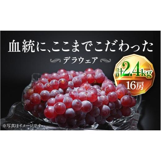 ふるさと納税 ぶどう 大阪府 柏原市  2026年先行予約 苗から厳選 デラウェア2.4kg(16房) 6月下旬〜7月中旬発送 特選 期間限定 大粒 ぶどう ブドウ フルーツ 果…の画像