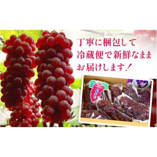 ふるさと納税 ぶどう 大阪府 柏原市  2026年先行予約 苗から厳選 デラウェア2.4kg(16房) 6月下旬〜7月中旬発送 特選 期間限定 大粒 ぶどう ブドウ フルーツ 果…の画像