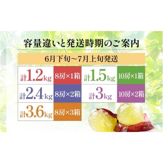 ふるさと納税 ぶどう 大阪府 柏原市  2026年先行予約 苗から厳選 デラウェア2.4kg(16房) 6月下旬〜7月中旬発送 特選 期間限定 大粒 ぶどう ブドウ フルーツ 果…の画像