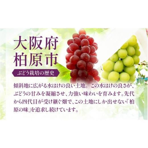 ふるさと納税 ぶどう 大阪府 柏原市  2026年先行予約 苗から厳選 デラウェア2.4kg(16房) 6月下旬〜7月中旬発送 特選 期間限定 大粒 ぶどう ブドウ フルーツ 果…の画像