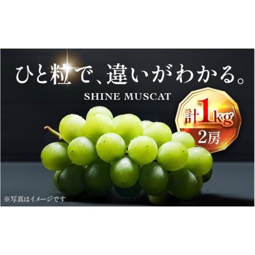ふるさと納税 ぶどう マスカット 大阪府 柏原市  2026年先行予約 苗から厳選 シャインマスカット1kg(2房) 9月上旬〜下旬発送 大粒 ぶどう ブドウ フルーツ 果…の画像
