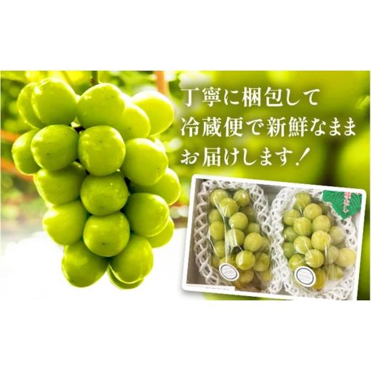ふるさと納税 ぶどう マスカット 大阪府 柏原市  2026年先行予約 苗から厳選 シャインマスカット1kg(2房) 9月上旬〜下旬発送 大粒 ぶどう ブドウ フルーツ 果…の画像