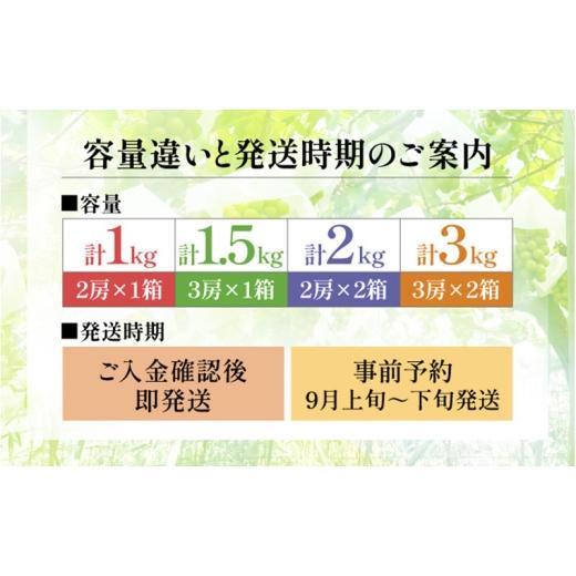 ふるさと納税 ぶどう マスカット 大阪府 柏原市  2026年先行予約 苗から厳選 シャインマスカット1kg(2房) 9月上旬〜下旬発送 大粒 ぶどう ブドウ フルーツ 果…の画像