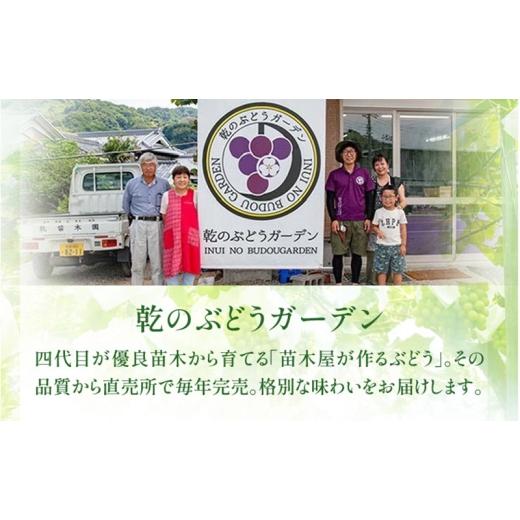 ふるさと納税 ぶどう マスカット 大阪府 柏原市  2026年先行予約 苗から厳選 シャインマスカット1kg(2房) 9月上旬〜下旬発送 大粒 ぶどう ブドウ フルーツ 果…の画像