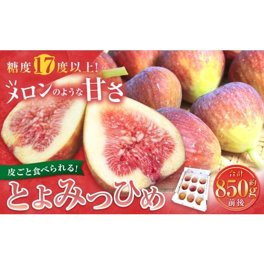 ふるさと納税 いちじく 福岡県 苅田町 皮ごと食べれる とよみつひめ 約850g 2026年7月下旬〜9月上旬順次発送予定 無花果 いちじく 果汁 糖度 ビタミン ペクチ…