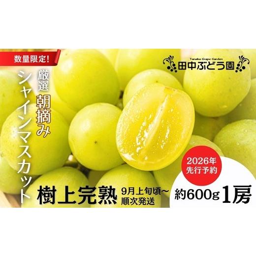 ふるさと納税 ぶどう マスカット 大阪府 河内長野市 2026年発送分 先行予約受付中 厳選朝採りシャインマスカット 約600g 1房 | 樹上完熟 産地直送 厳選 朝…