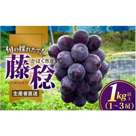 ふるさと納税 果物類 ぶどう 石川県 かほく市 朝採れ・産地直送 ぶどう 「藤稔(ふじみのり)」 1kg以上(1〜3房) 2026年8月より順次発送 |ぶどう 葡萄 ブ…