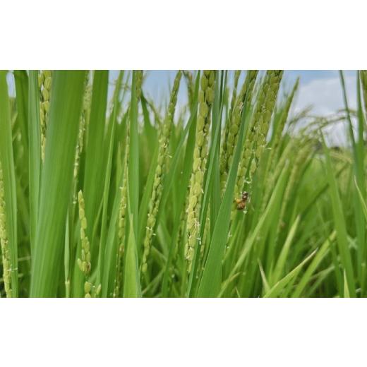 ふるさと納税 米 熊本県 山鹿市 〈令和7年度産米〉 天日塩を使用 一鹿米 森のくまさん 白米20kg 株式会社 夢アグリ ZCL024の画像