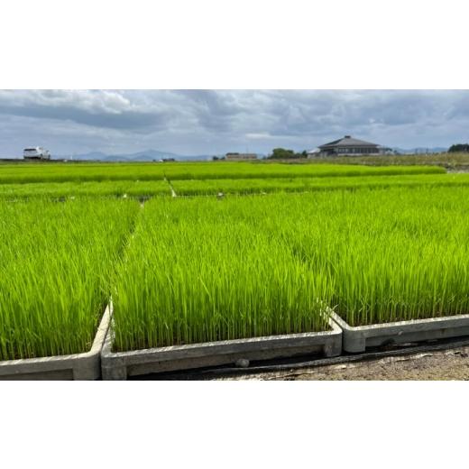 ふるさと納税 米 熊本県 山鹿市 〈令和7年度産米〉 天日塩を使用 一鹿米 森のくまさん 白米20kg 株式会社 夢アグリ ZCL024の画像
