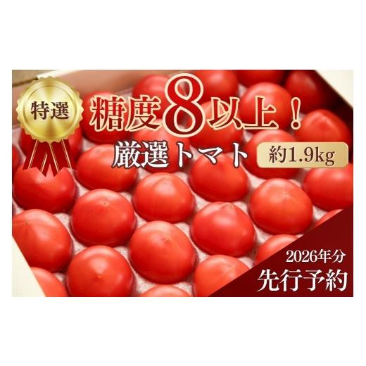 ふるさと納税 野菜類 トマト 北海道 奈井江町 先行予約/季節限定 『特選』糖度8以上 北海道奈井江町産 厳選トマト「桃太郎ファイト」約1.9kg 12~16玉