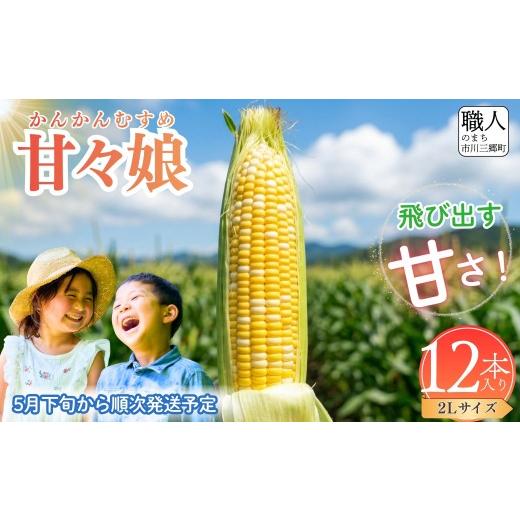 ふるさと納税 とうもろこし 山梨県 市川三郷町 2026年5月下旬から発送 朝採り 甘々娘 とうもろこし 12本入り 2Lサイズ ヒルサイドオーチャード 先行予約 先行…