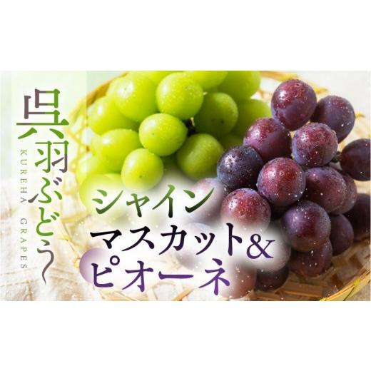 ふるさと納税 ぶどう 富山県 富山市 先行予約 呉羽ぶどう シャインマスカット&ピオーネセット(各1房 計約1〜1.2kg)