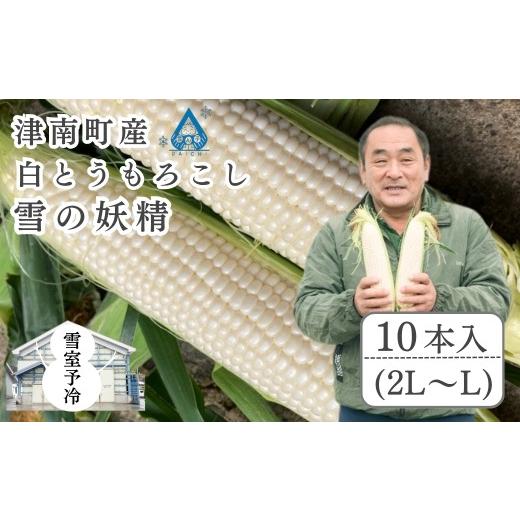 ふるさと納税 とうもろこし 新潟県 津南町 スイートコーン 先行予約 雪室予冷 白とうもろこし 雪の妖精 2L〜L 10本入 | とうもろこし スイートコーン トウモ…