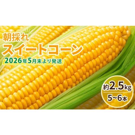 ふるさと納税 とうもろこし 福岡県 那珂川市 先行予約 朝採れ スイートコーン 約2.5kg(5〜6本入り)2026年5月末より発送 2.5kg