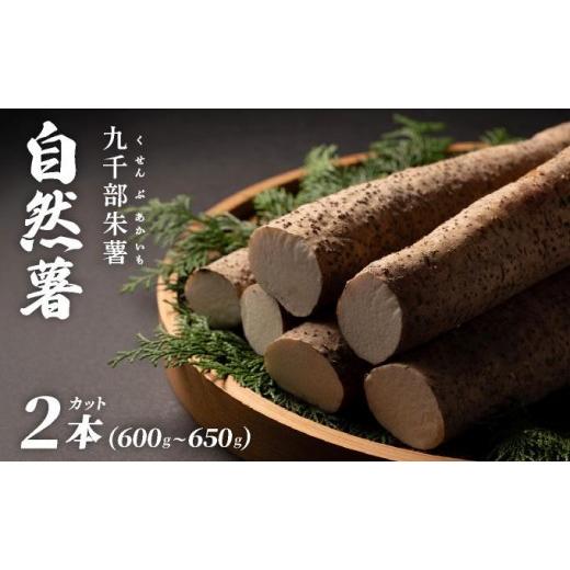 ふるさと納税 人参・大根・他根菜 福岡県 那珂川市 先行予約 自然薯「九千部朱薯」600g〜650g(2本)
