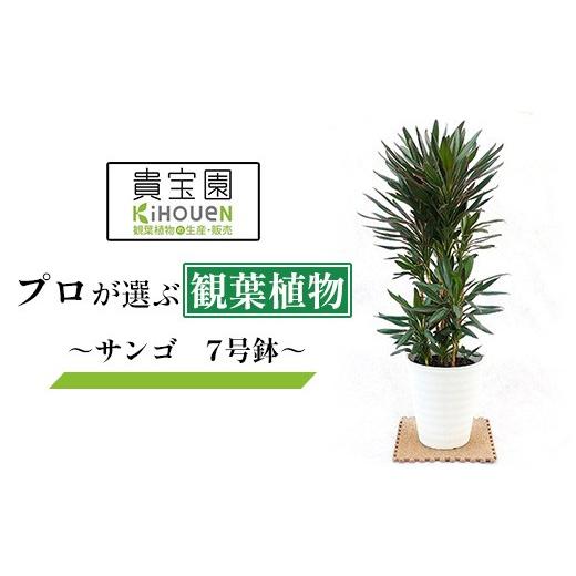 ふるさと納税 雑貨・日用品 苗木 埼玉県 白岡市 プロが選ぶ観葉植物 〜サンゴ 7号鉢〜
