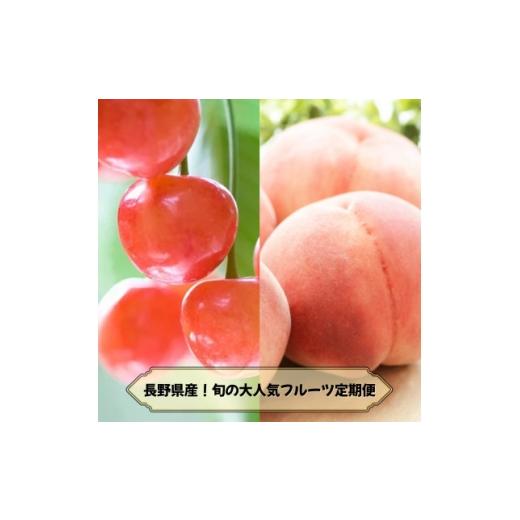 ふるさと納税 もも 長野県 中野市 発送月固定定期便 2026年発送予定 長野の果物 さくらんぼ+桃全2回 4081258