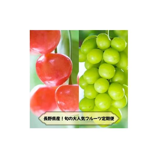 ふるさと納税 果物類 さくらんぼ 長野県 中野市 発送月固定定期便 2026年発送予定 長野の果物 さくらんぼ+シャインマスカット全2回 4081260