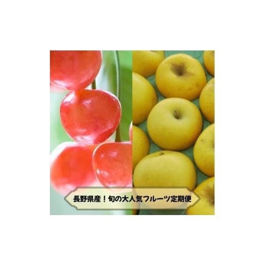 ふるさと納税 りんご 長野県 中野市 発送月固定定期便 2026年発送予定 長野の果物 さくらんぼ+シナノゴールド全2回 4081265