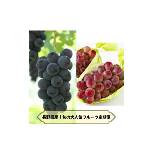 ふるさと納税 ぶどう 長野県 中野市 発送月固定定期便 長野の果物 ナガノパープル+クイーンルージュ全2回 4081267