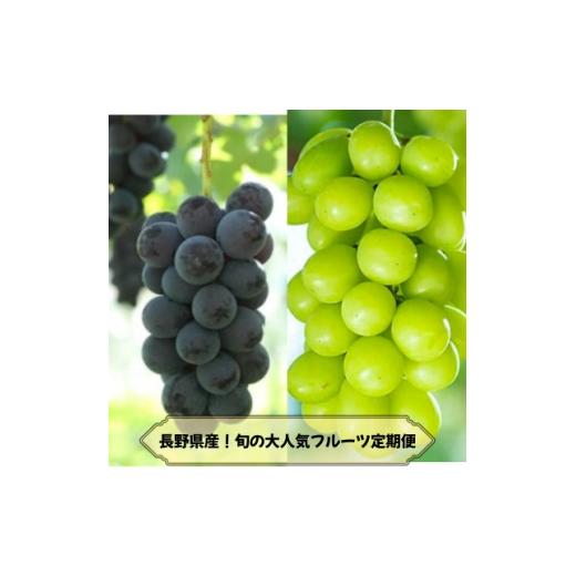 ふるさと納税 ぶどう 長野県 中野市 発送月固定定期便 長野の果物 ナガノパープル+シャインマスカット全2回 4081269