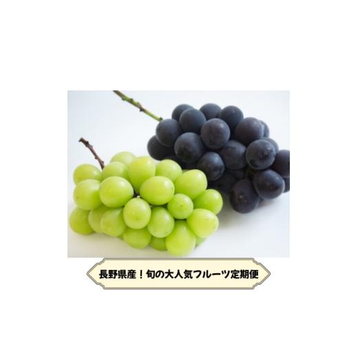 ふるさと納税 ぶどう 巨峰 長野県 中野市 発送月固定定期便 長野の果物 種なし巨峰+シャインマスカット全2回 4081270