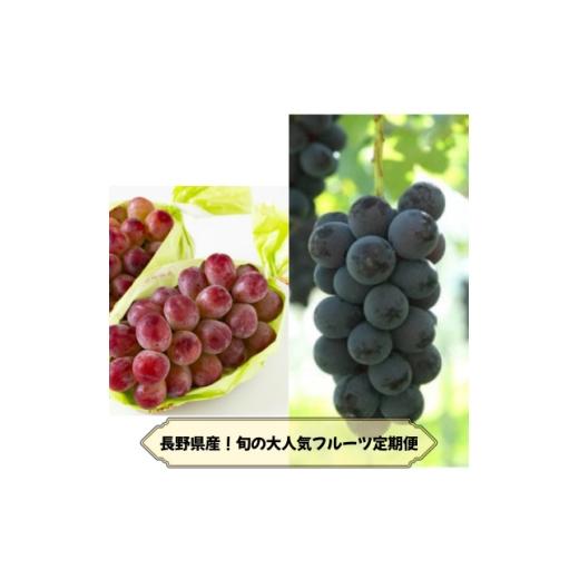 ふるさと納税 ぶどう 巨峰 長野県 中野市 発送月固定定期便 長野の果物 種なし巨峰+クイーンルージュ全2回 4081271