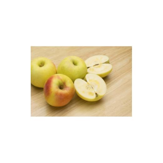 ふるさと納税 りんご 長野県 中野市 2026年発送 甘みが強い 長野県産 りんご ぐんま名月 約1.5kg(3〜5玉程度) 1686935