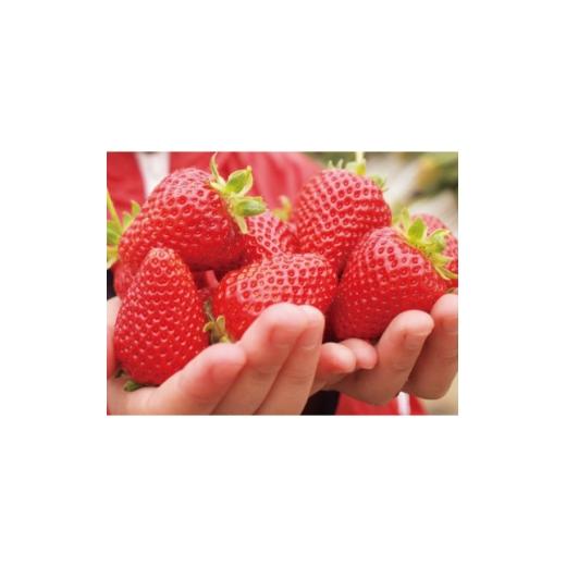 ふるさと納税 いちご 長野県 中野市 2026年発送予定 長野県産 いちご 紅ほっぺ 1パック 約200g 1705293